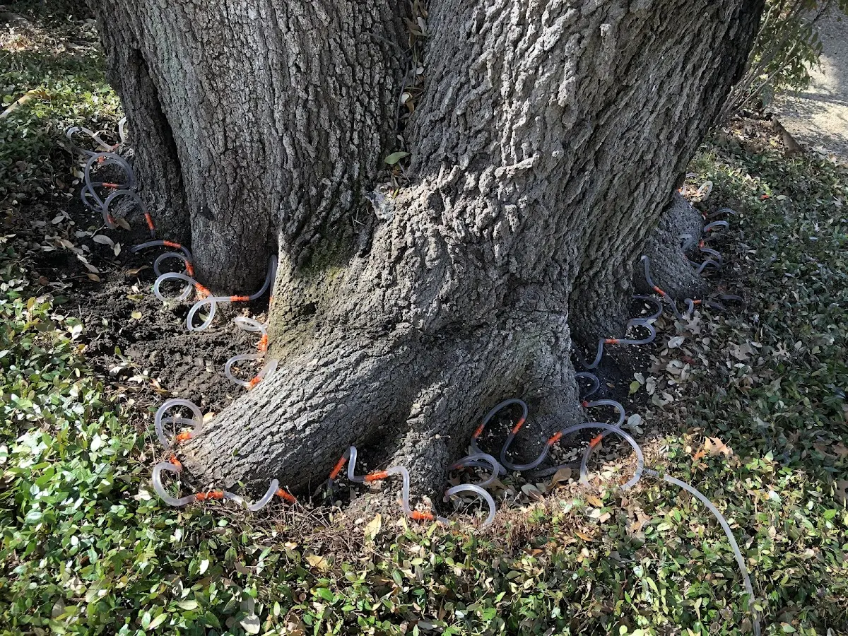 Detailed Tree Cabling and Bracing job site in New Troy