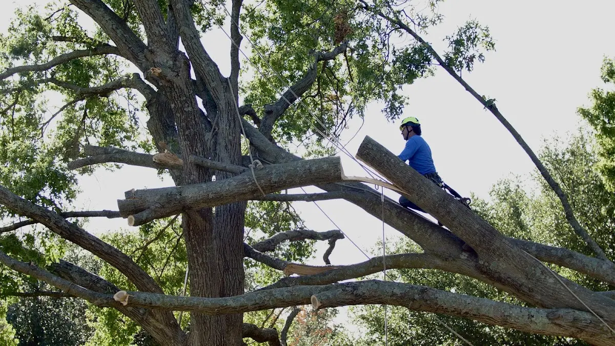 Professional Crown Thinning performed by certified arborists in New Troy