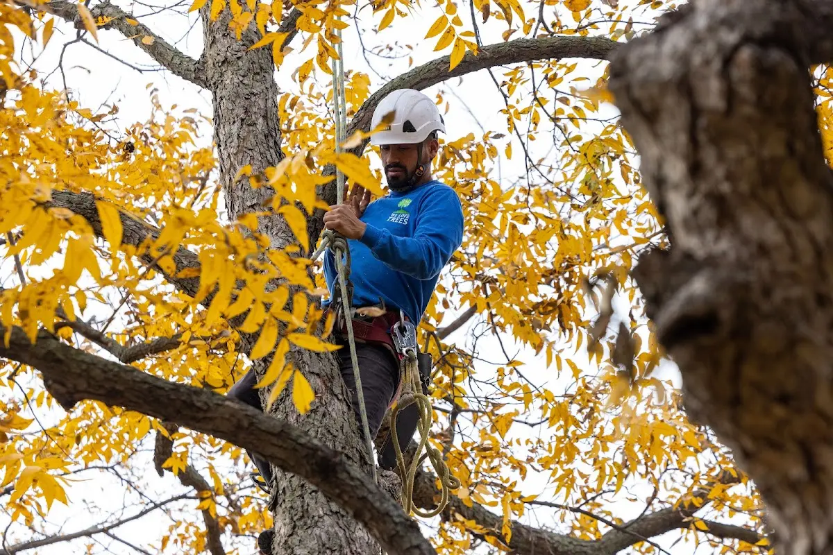 Skilled Tree Pruning crew working in New Troy